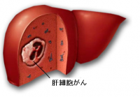 イメージ画像です